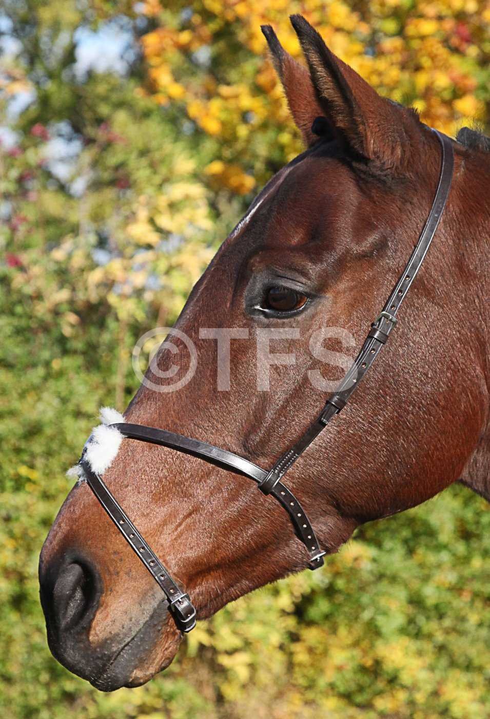 Grackle noseband on sale