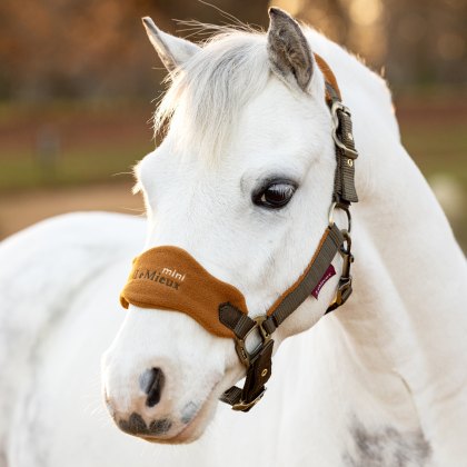 LeMieux Mini Vogue Headcollar Alpine