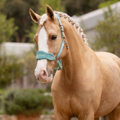 LeMieux Vogue Headcollar & Leadrope Lagoon