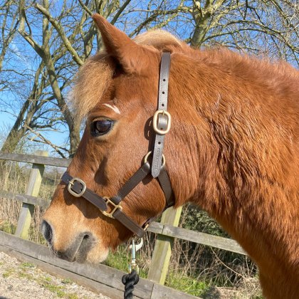 Townfields Claverdon Foal Leather Headcollar 