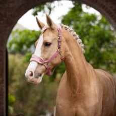 LeMieux Vogue Headcollar & Leadrope Blossom