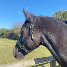 Townfields Bicton Leather Padded Headcollar