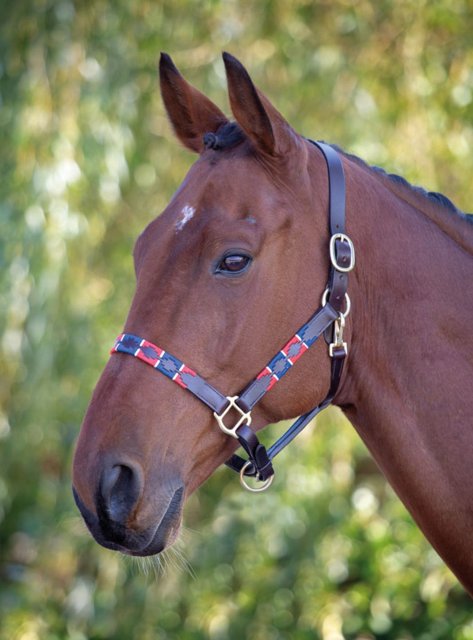 polo belt headcollar