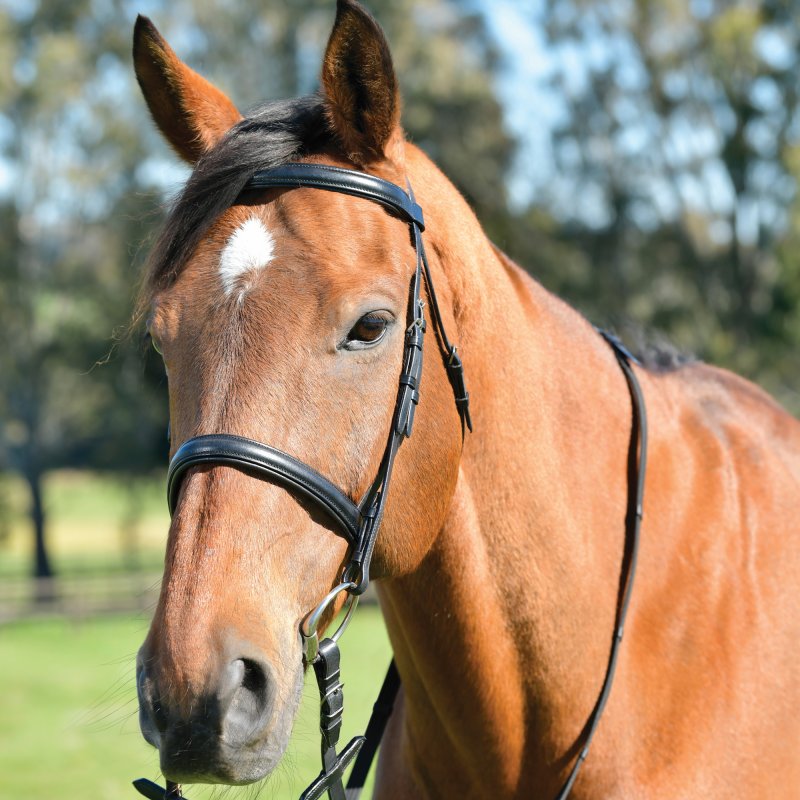 Kincade Kincade Classic Plain Raised Cavesson Bridle with Reins