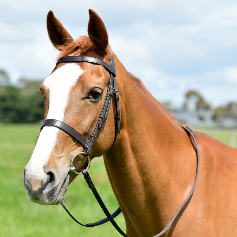 Kincade Kincade Classic Flat Hunt Bridle with Reins