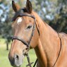 Kincade Kincade Classic Plain Raised Cavesson Bridle with Reins