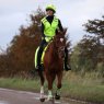 Shires Shires EQUI-FLECTOR Safety Vest Adults